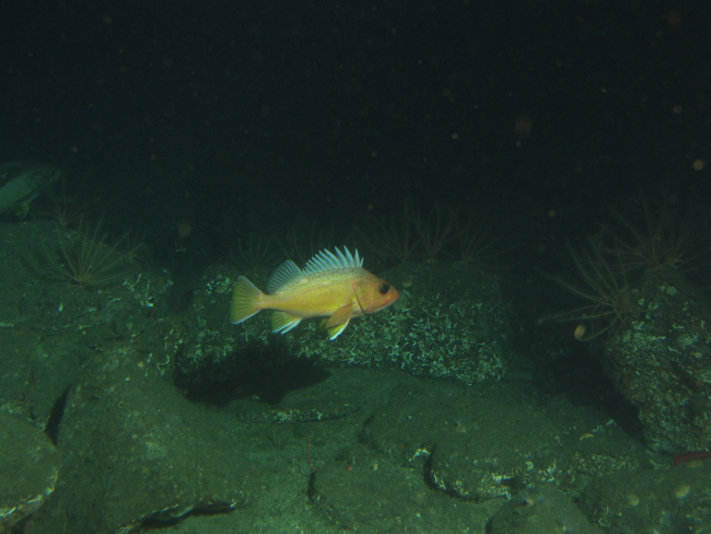 Greenspotted rockfish (Sebastes chlorostictus) in sandy boulder habitatat 131 meters depth