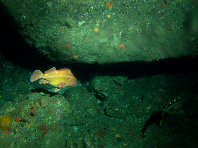 Yelloweye rockfish (Sebastes ruberrimus) and Yellowtail rockfish(Sebastes flavidus) at 75 meters depth