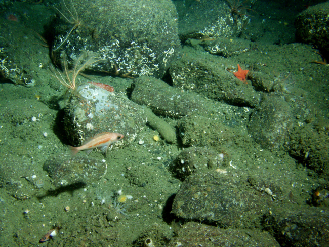 Pygmy rockfish ( Sebastes wilsoni) in boulder habitatat 115 meters depth