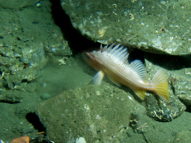 Greenspotted rockfish (Sebastes chlorostictus) close-up on rocky reef habitatat 175 meters depth