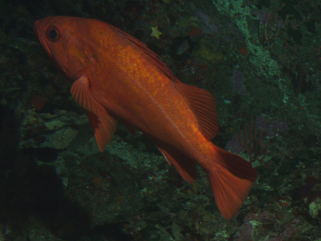 Vermillion Rockfish  (Sebastes miniatus) close up with few invertebrateson rock outcropping at 57 meters depth