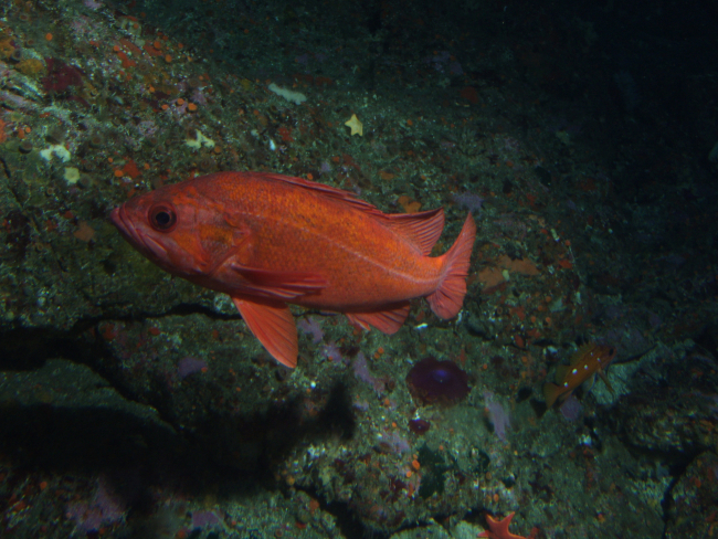 Vermillion  rockfish (Sebastes miniatus) in reef habitat up closeat 90 meters depth