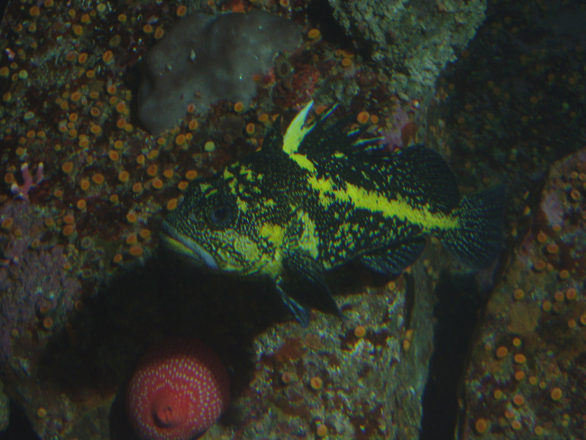 China rockfish (Sebastes nebulosus) in rocky reef habitat at 30 meters depth