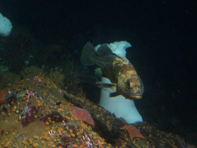 Quillback rockfish (Sebastes maliger) in front ofwhite plumed sea anemone (Metridium giganteum) at 30 meters depth