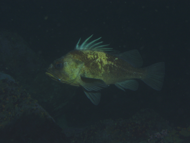 Quillback rockfish (Sebastes maliger) at 30 meters depth