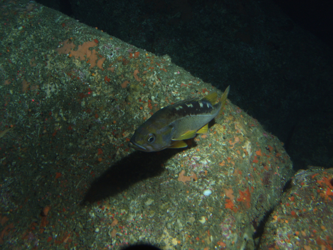 Yellowtail rockfish (Sebastes flavidus) close up over rocky slopeat 75 meters depth