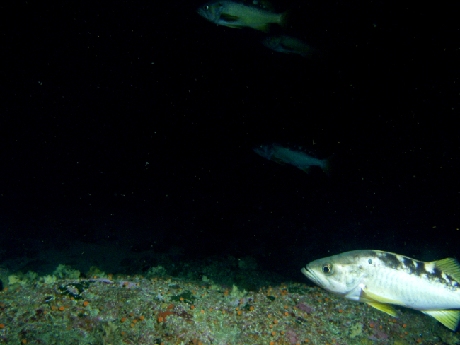 Yellowtail rockfish (Sebastes flavidus) school on rocky reef habitatat 95 meters depth