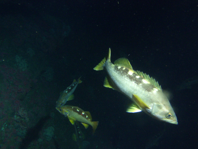 Yellowtail Rockfish (Sebastes flavidus) on rocky reef habitatat 65 meters depth