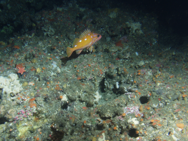 Rosy Rockfish (Sebastes rosaceus) close up in rocky reef habitatat 131 meters depth
