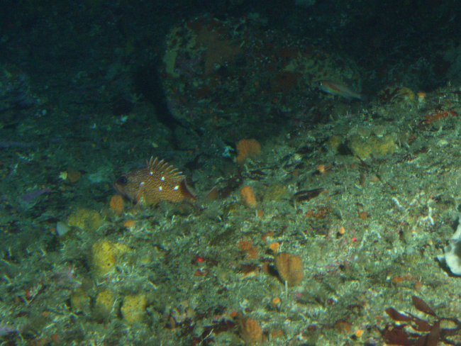 Rosy Rockfish (Sebastes rosaceus) on rocky reef habitatat 65 meters depth