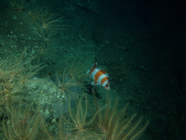 Flag rockfish on rocky outcroppingat 116 meters depth