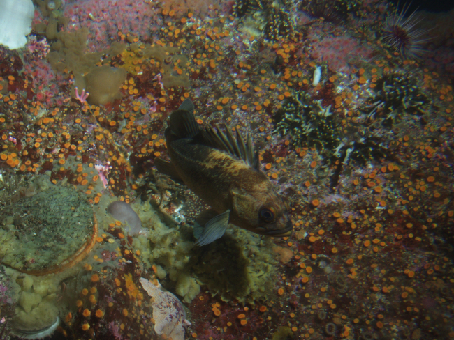 Quillback rockfish (Sebastes maliger) in between boulder in rocky reef habitatat 25 meters depth