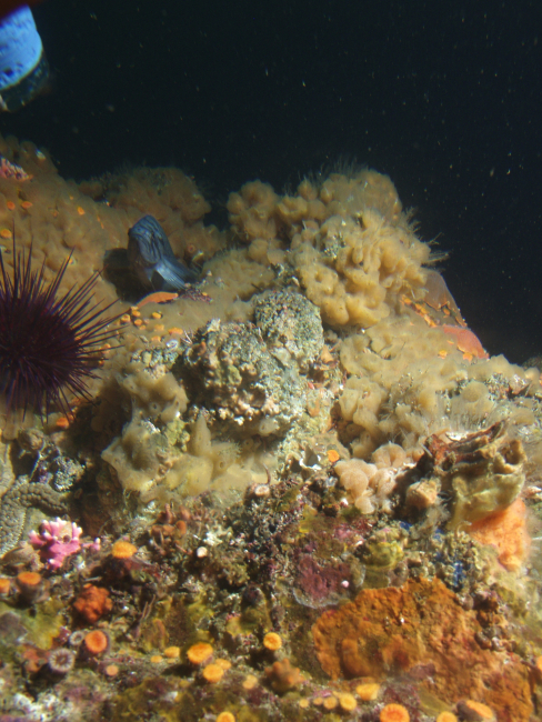 Rocky reef habitat with red sea urchin and rockfish
