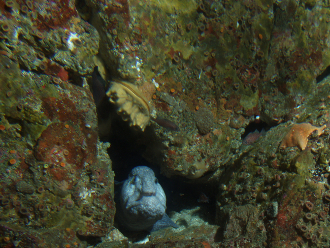 Wolf eel (Anarrhichthys ocellatus) in crevice in rocky reef habitat at 30 meters at 30 meters depth