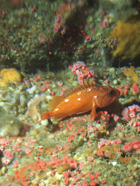 Starry rockfish (Sebastes constellatus) andstrawberry anemone (Corynactis californica) on rocky interfaceat 90 meters depth
