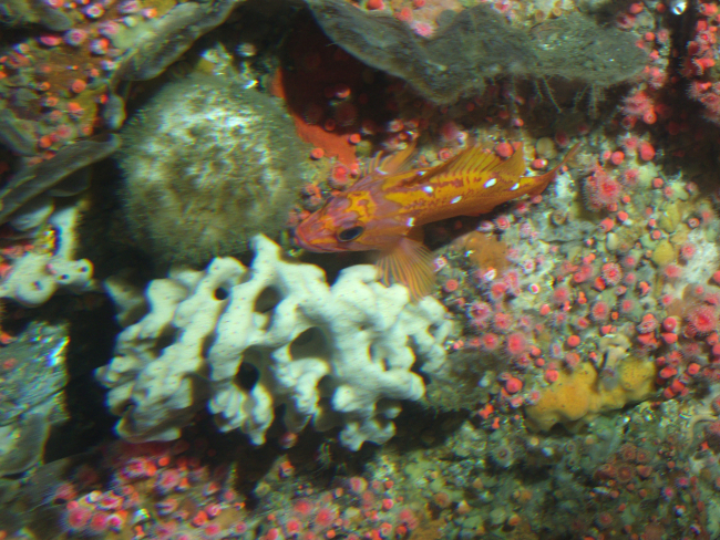 Rosy rockfish (Sebastes rosaceus), sponges, andstrawberry anemones (Corynactis californica) in reef habitatat 90 meters depth