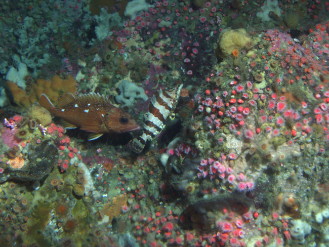 Starry rockfish (Sebastes constellatus), painted greenling (Oxylebius pictus)and strawberry anemone (Corynactis californica) in reef habitatat 90 meters depth