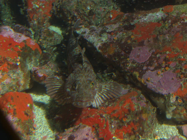 Lingcod (Ophiodon elongatus) up close  in Rocky Reef habitatat 31 meters depth