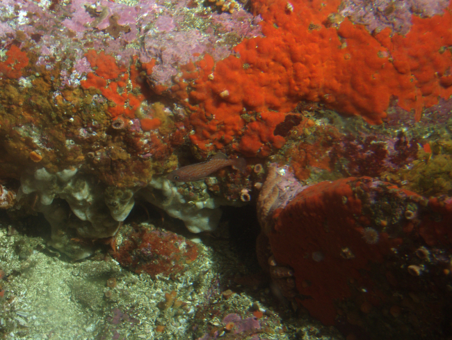 Young of year blue rockfish (Sebastes mystinus) in rocky reef habitatat 31 meters depth