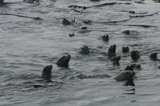California Sea Lions (Zalophus californianus) swimming  on surfacearound bull kelp raft