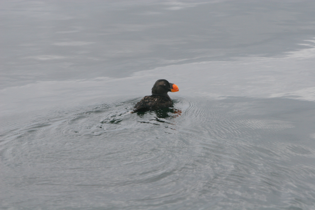 Tufted Puffin (Fratercula cirrhata) in non-breeding plumage sitting on water