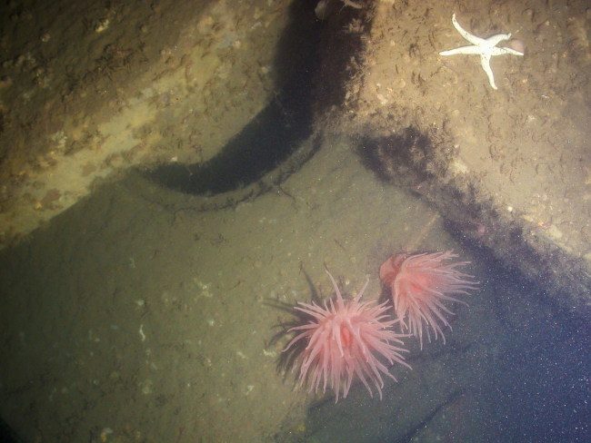 Pink anemones and a white starfish adorn the granite sewer basin covers onthe Larmatine Shipwreck