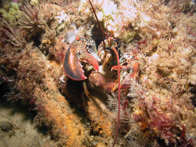 A northern lobster peers out from its hiding place in an invertebrate coveredshipwreck