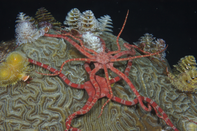 Ruby brittle stars (Ophioderma rubicund) and Christmas tree worms(Spirobranchus giantess) on top of coral at night
