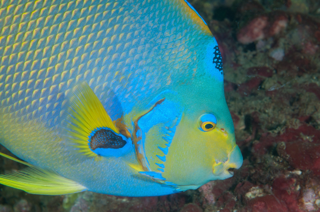 Side view of a queen angelfish