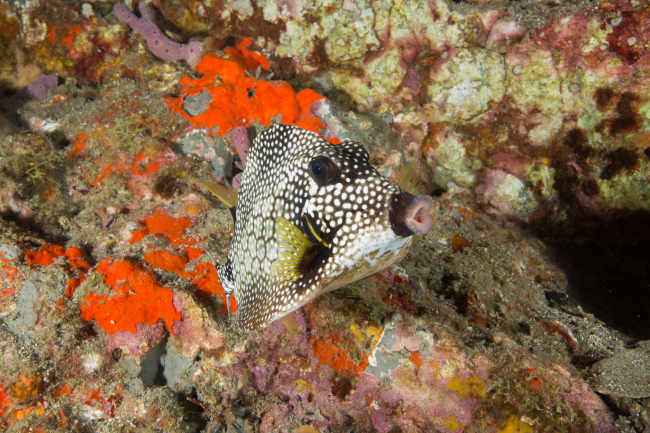 A smooth trunkfish