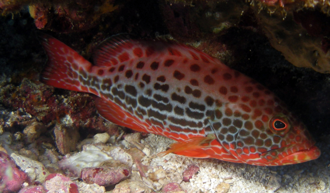 Juvenile yellowfin grouper sheltered underneath a coral outcrop