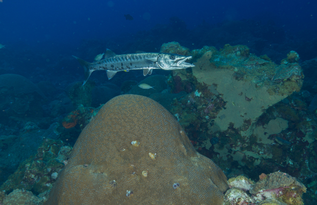 A great barracuda swims over the reef