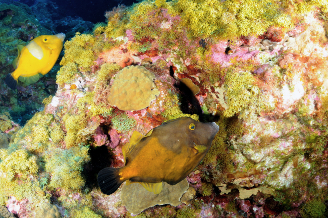 Whitespotted filefish (orange phase - both fish)