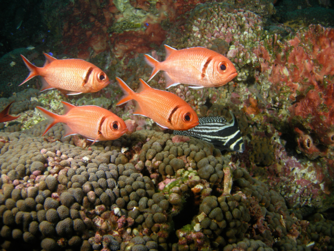 A school of blackbar soldierfish pass by a spotted drum