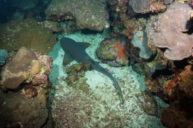 A nurse shark nestled between coral