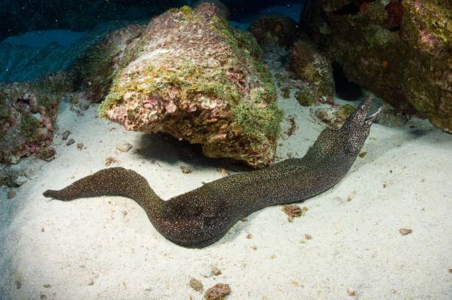 A spotted moray eel displays its spots along the seafloor