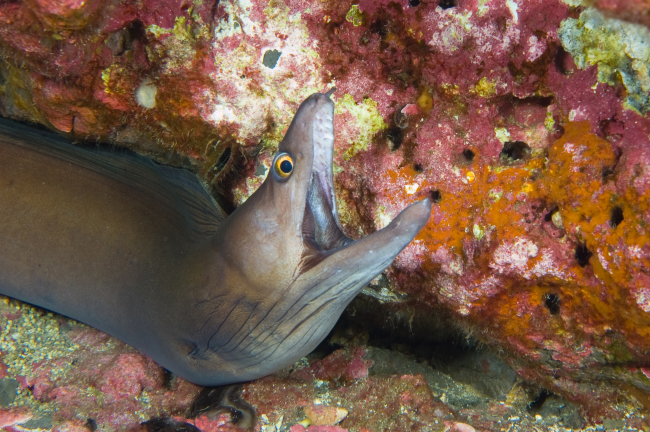 A purplemouth moray with mouth open along coral