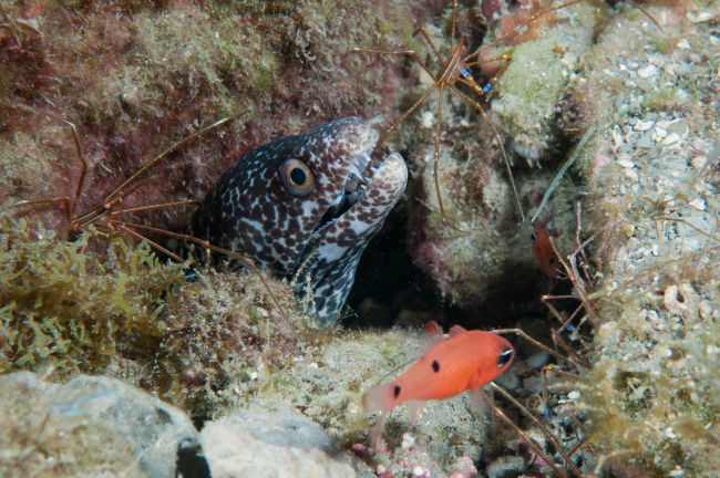 A spotted moray peers out from its hole with accompanying arrow crabs anda twospot cardinalfish