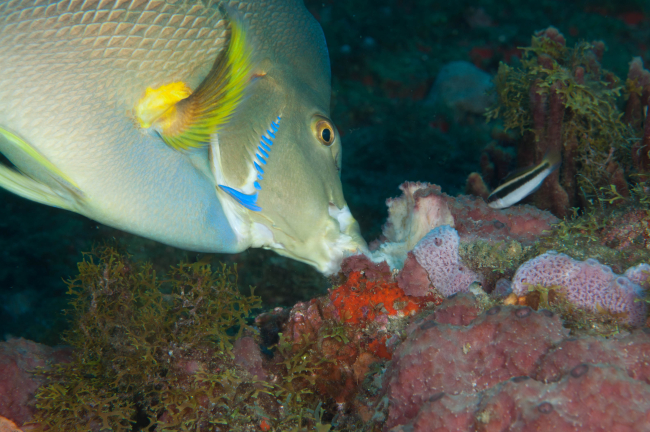 A blue angelfish feeds on coral