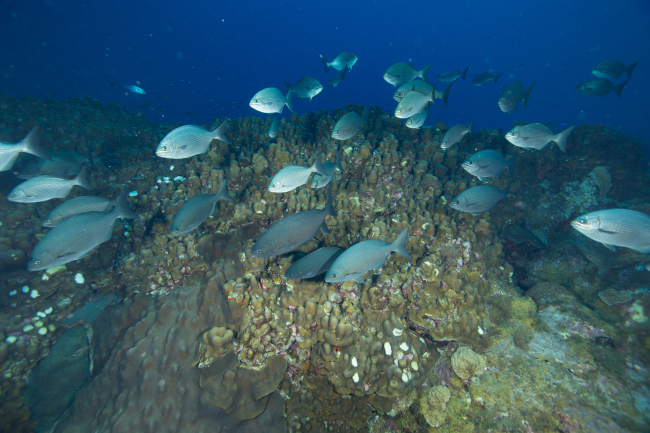 A school of chub swims swim over the reef