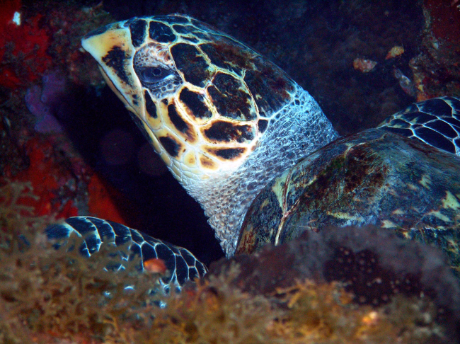 Closeup of the head of a hawksbill turtle