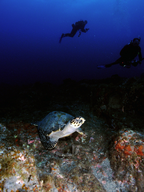 Hawksbill turtle with homo sapiens in the background