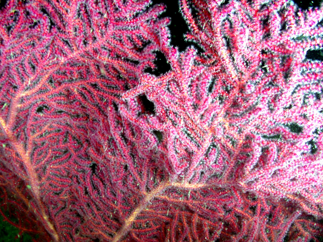 A gorgonian coral - Muricea pendula