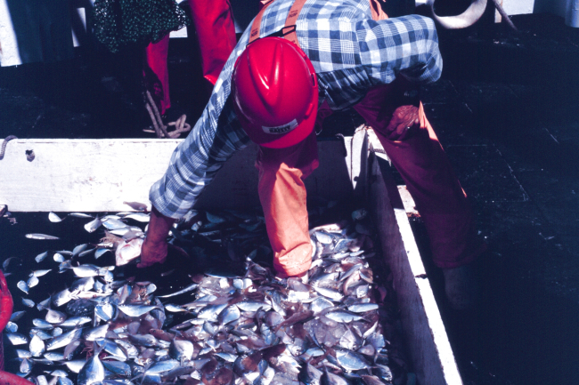 Helping sort the catch prior to study by scientists