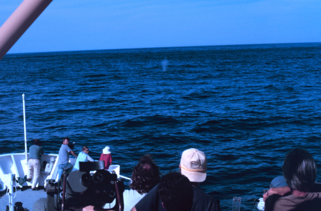 Thar she blows!!!   Studying  whales on the DELAWARE II