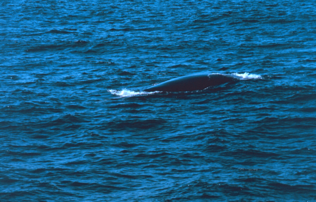 Back of right whale as seen from small boat off the DELAWARE II