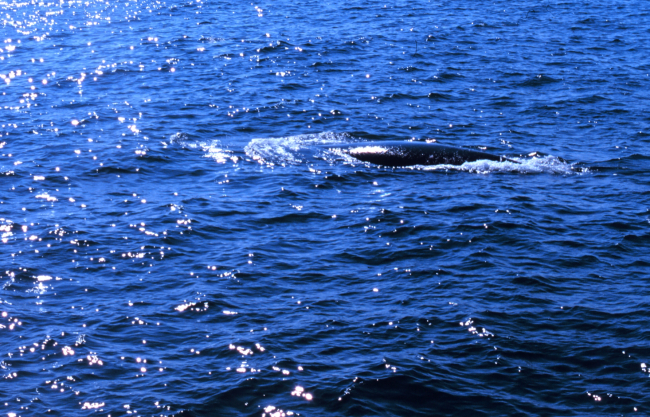 Back of right whale as seen from small boat off the DELAWARE II