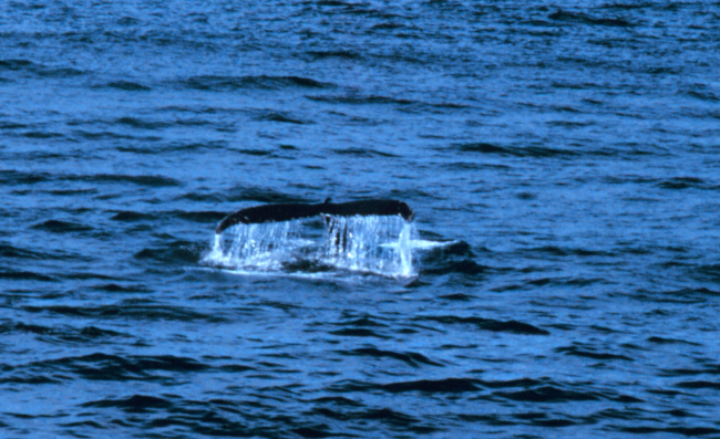 Tail of a right whale sounding