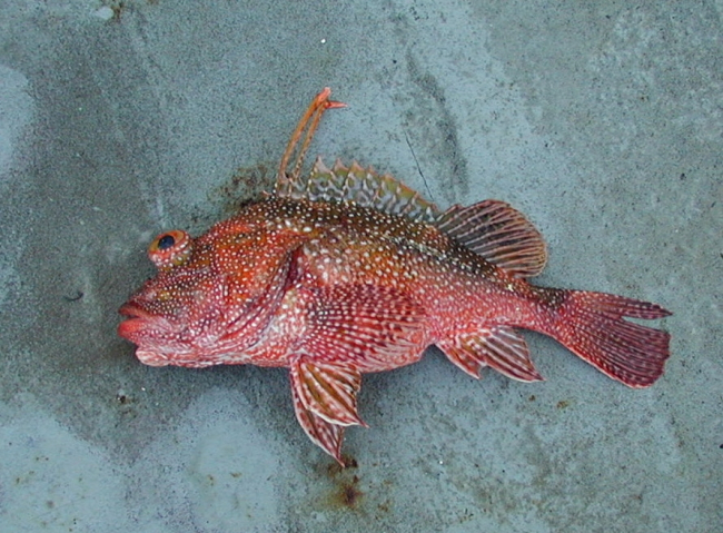 A rockfish caught at Clipperton Island during STAR 2000