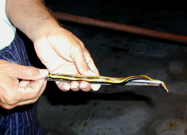 A sea snake caught during dipnetting operations off the NOAA ShipMcARTHUR during STAR 2000